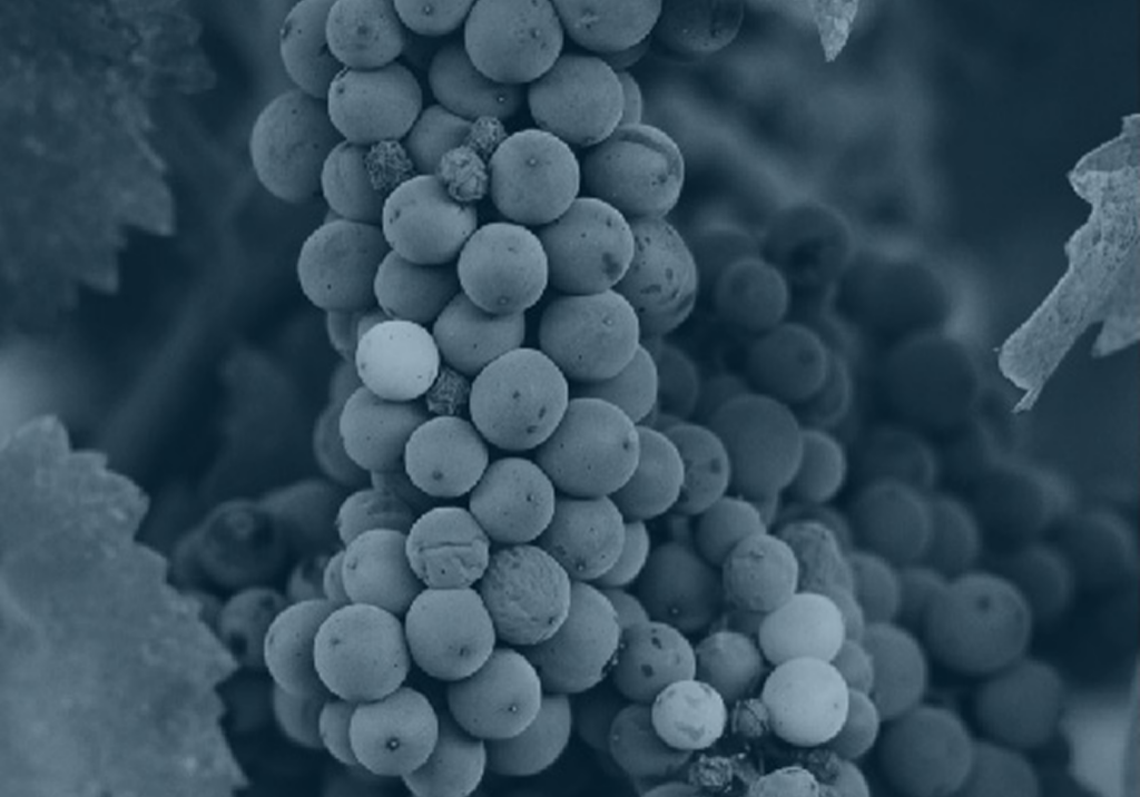 Close-up of grape cluster